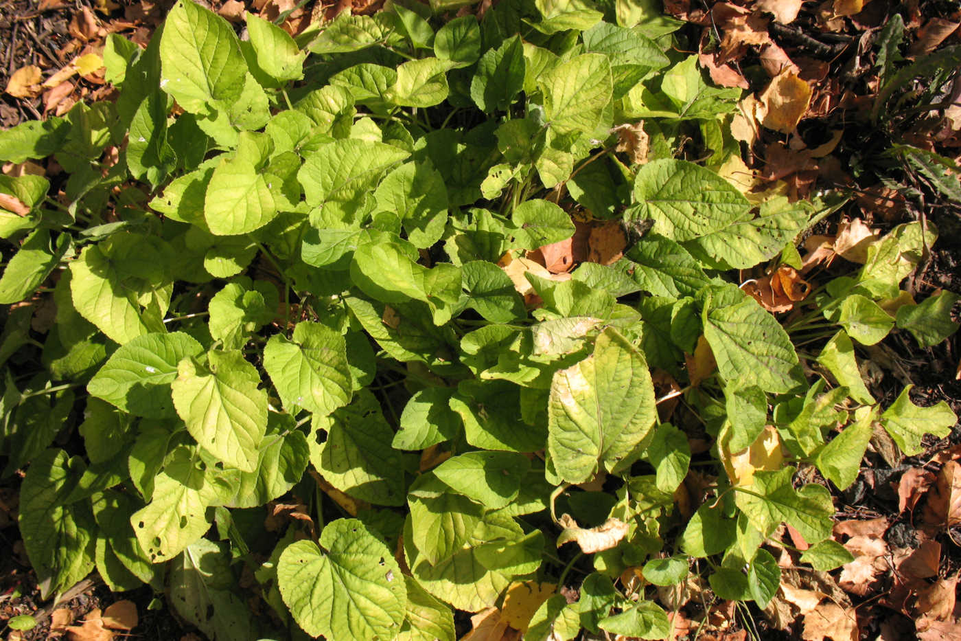 Image of Viola hirta specimen.