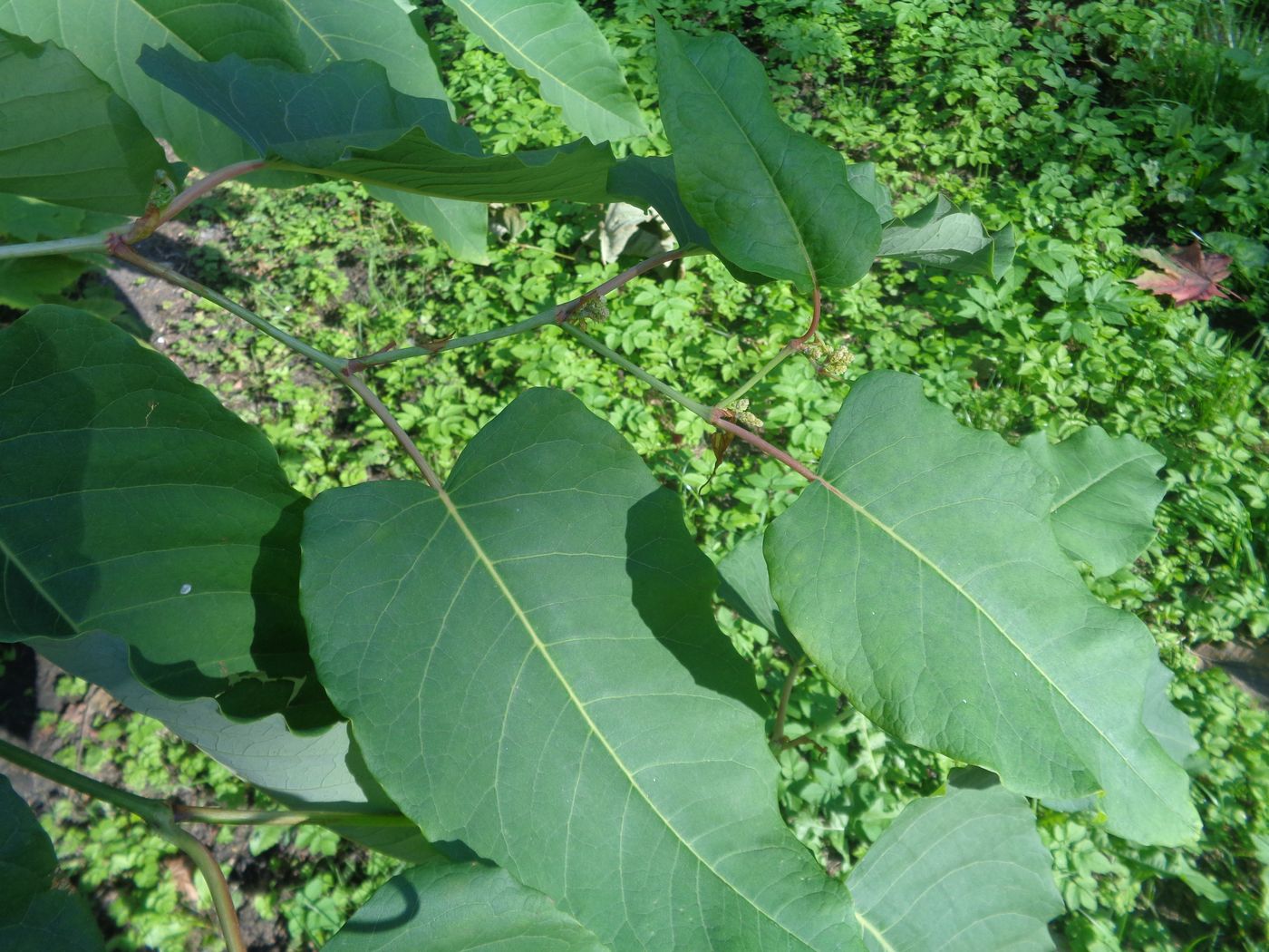 Горец Сахалинский Reynoutria sachalinensis