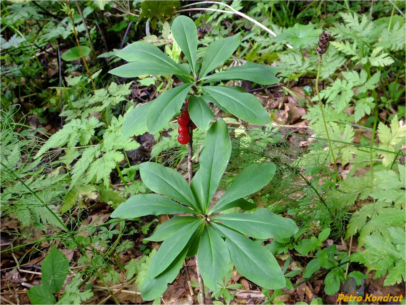 Image of Daphne mezereum specimen.