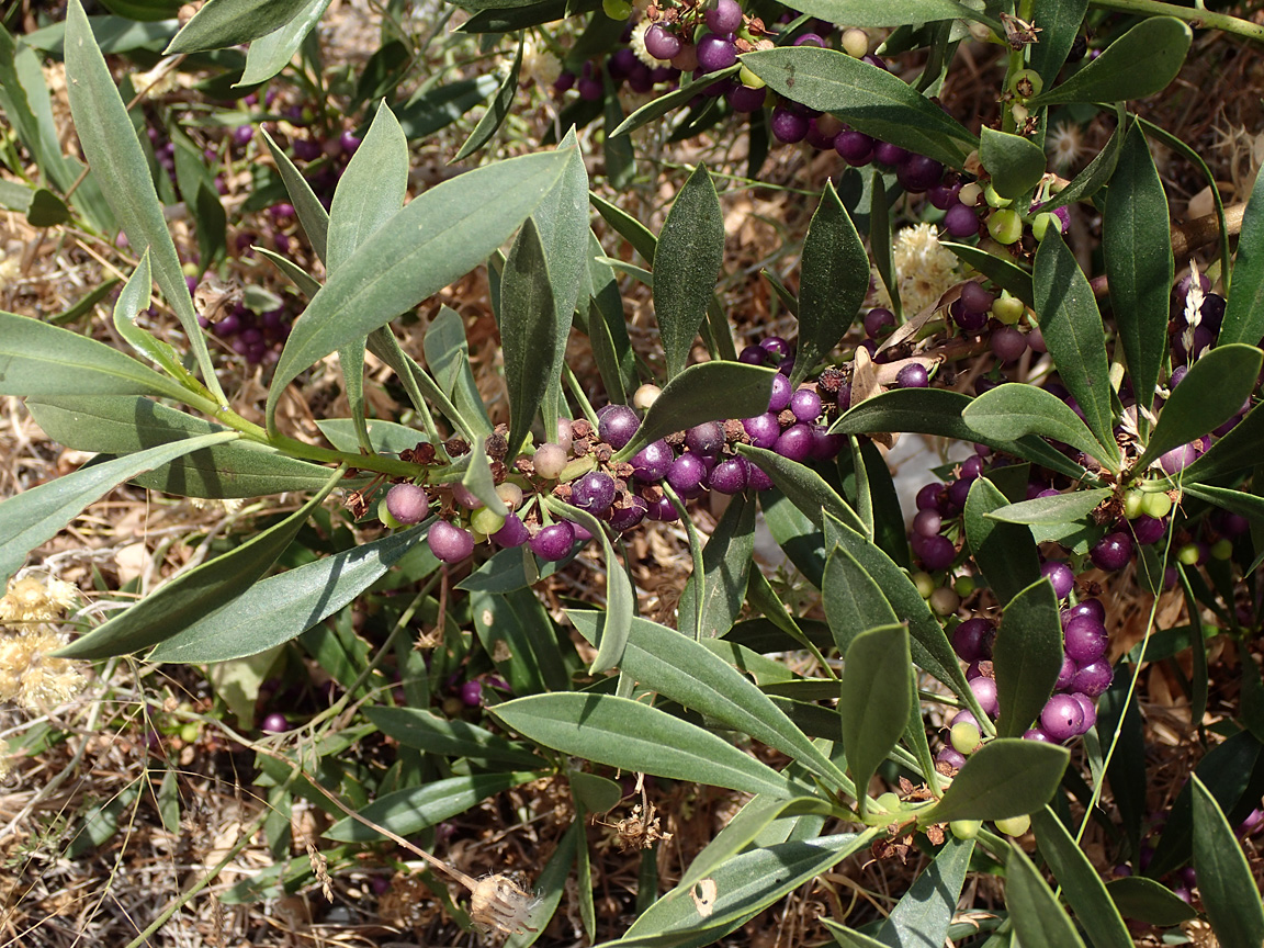 Image of Myoporum acuminatum specimen.