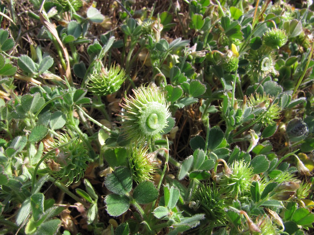 Image of Medicago disciformis specimen.