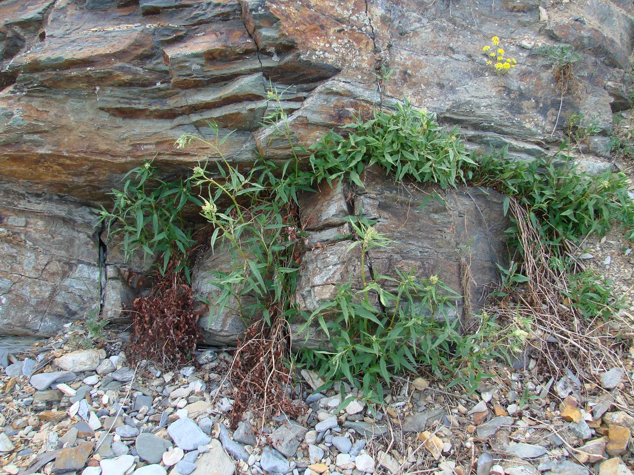 Изображение особи Aconogonon alpinum.