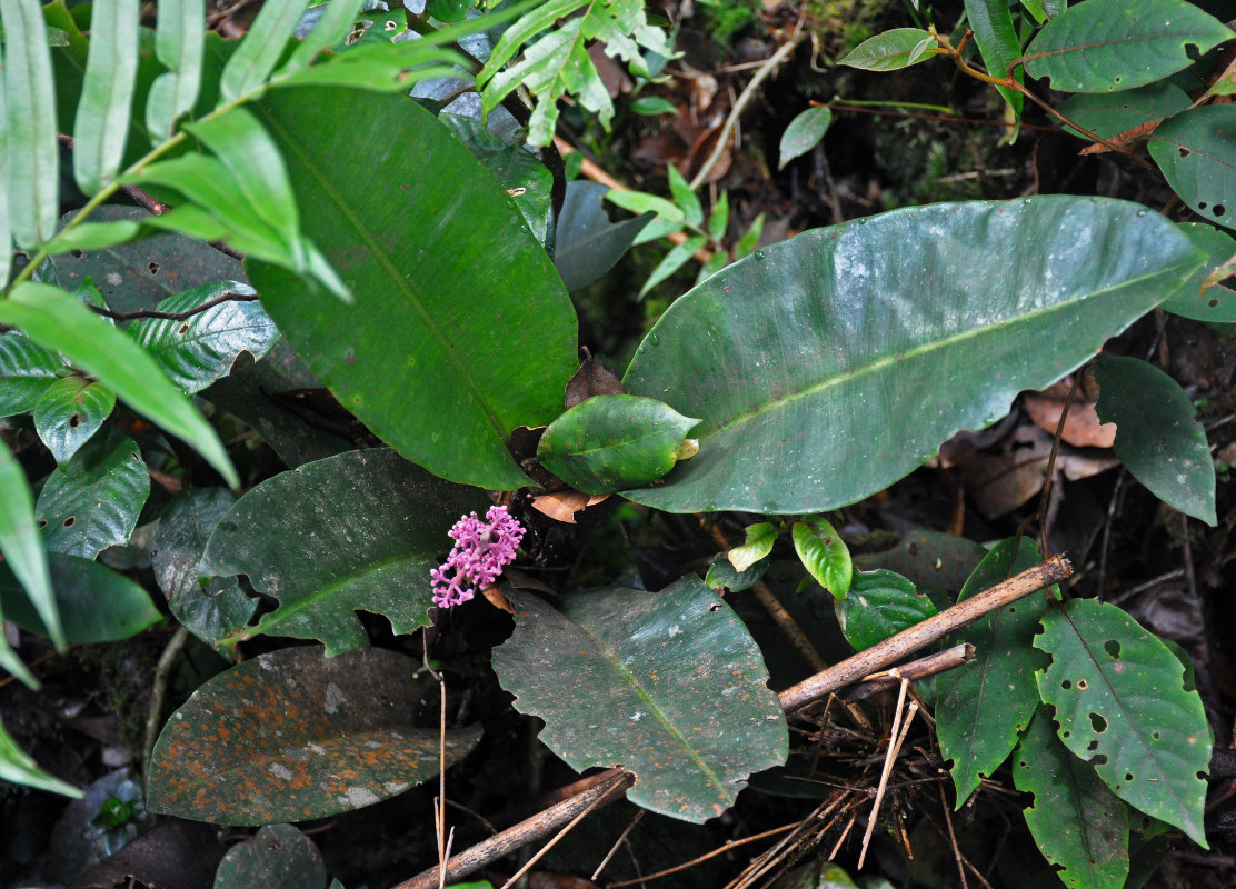 Image of Labisia paucifolia specimen.