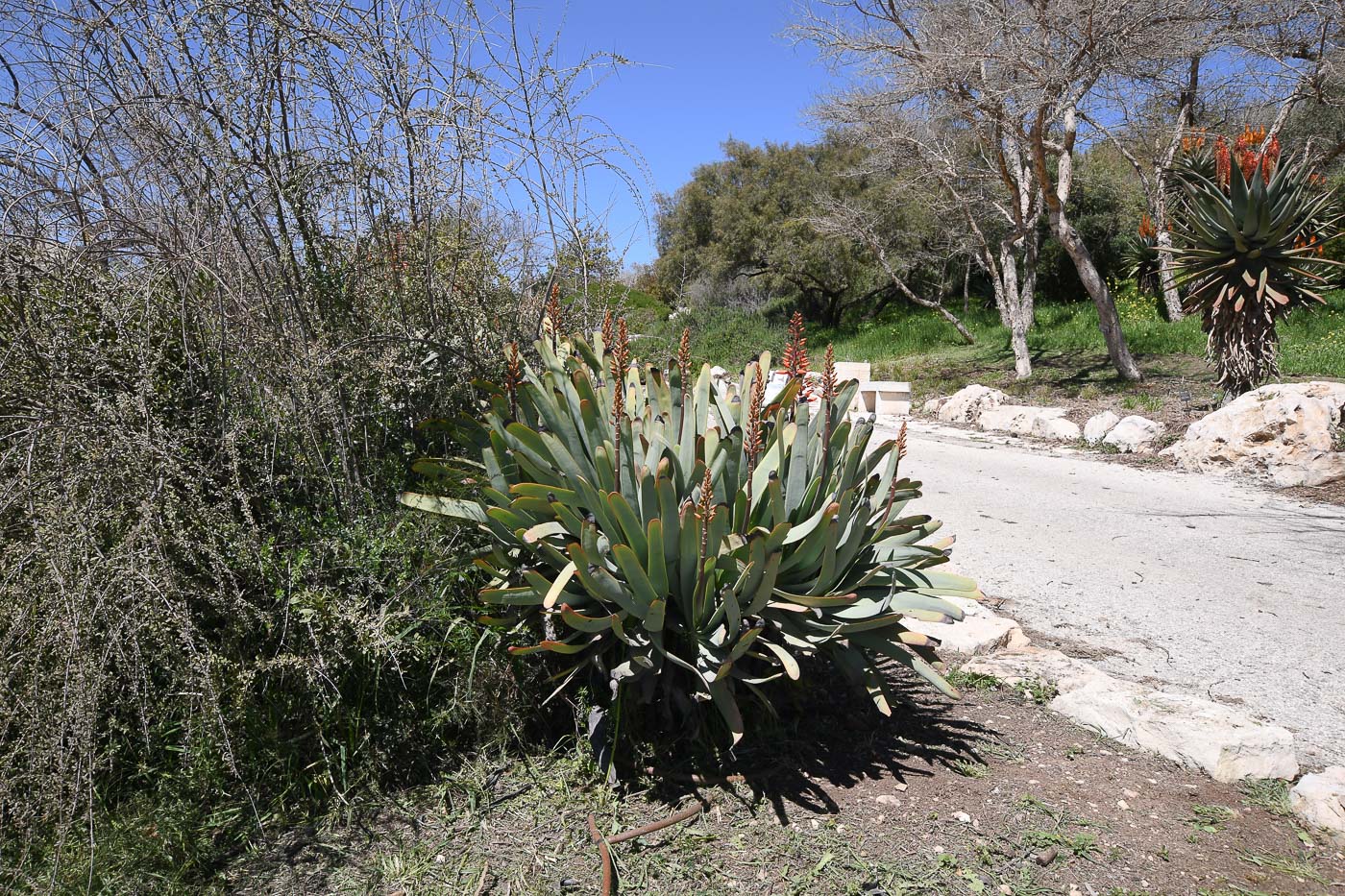 Image of Aloe plicatilis specimen.