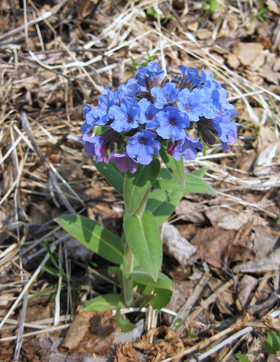 Image of Pulmonaria mollis specimen.