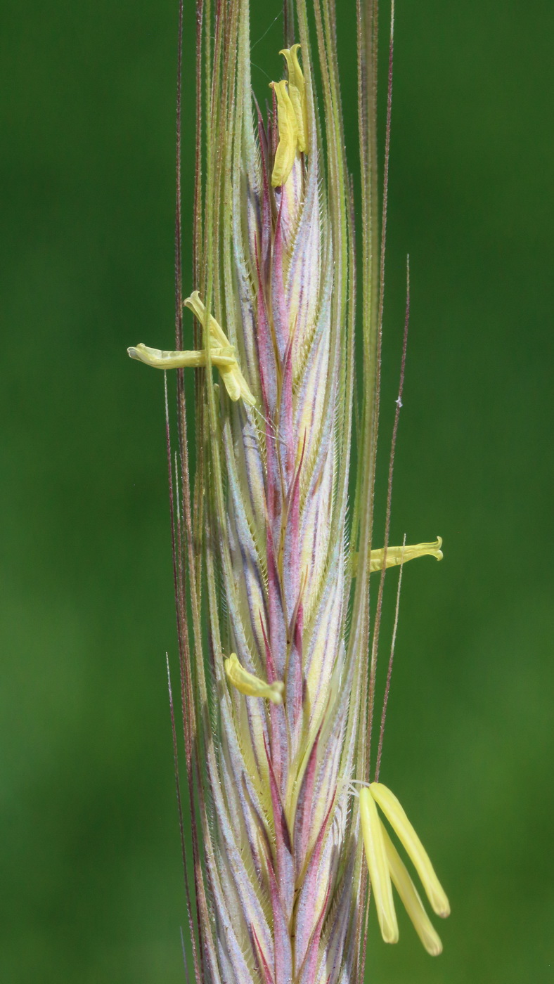 Image of Secale cereale specimen.