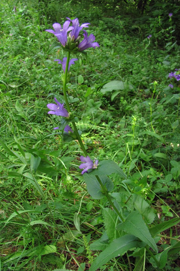 Изображение особи Campanula glomerata.