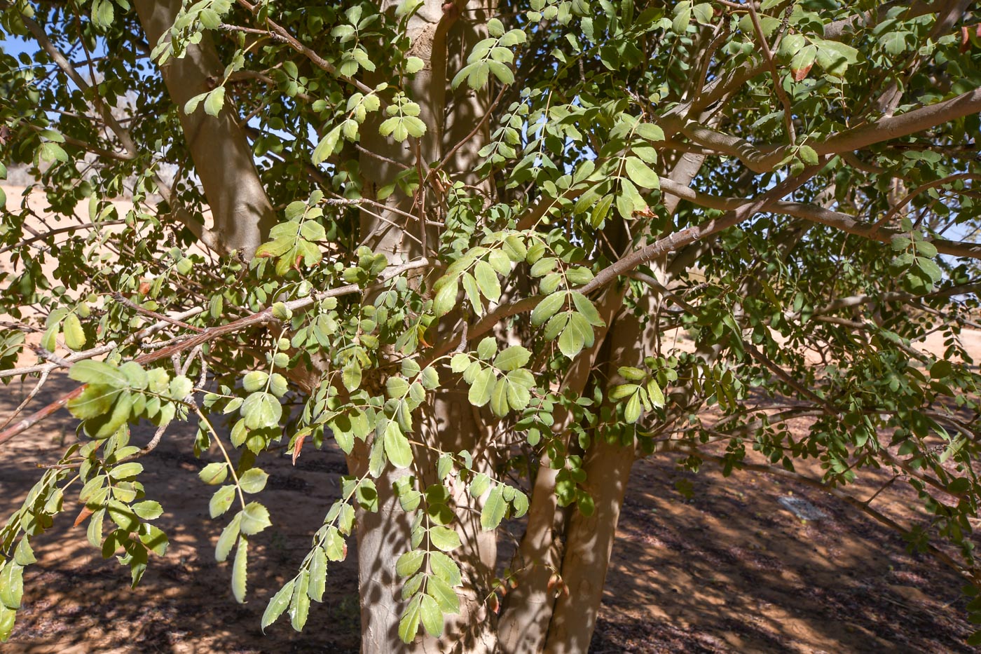 Image of Sclerocarya birrea specimen.