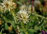 Trifolium pannonicum. Соцветие. Сербия, национальный парк Тара, плоскогорье Равна Тара, луг. 08.07.2019.