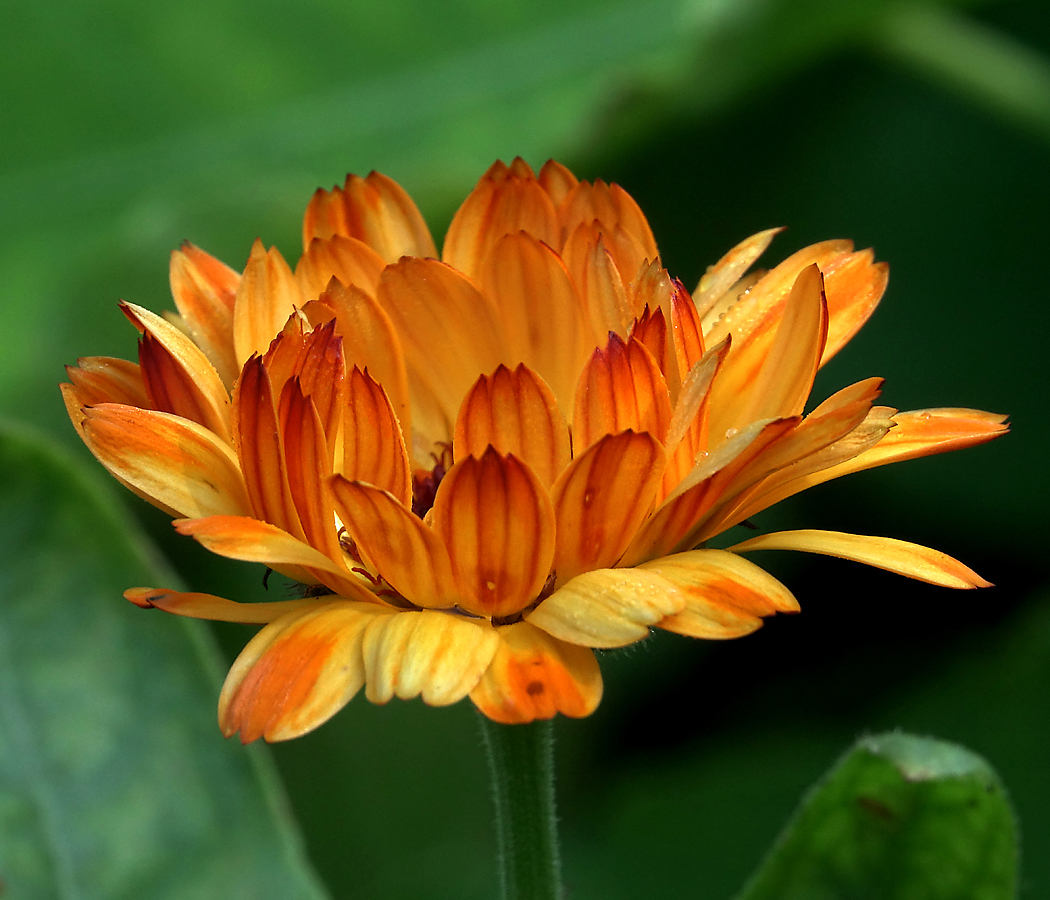 Image of Calendula officinalis specimen.