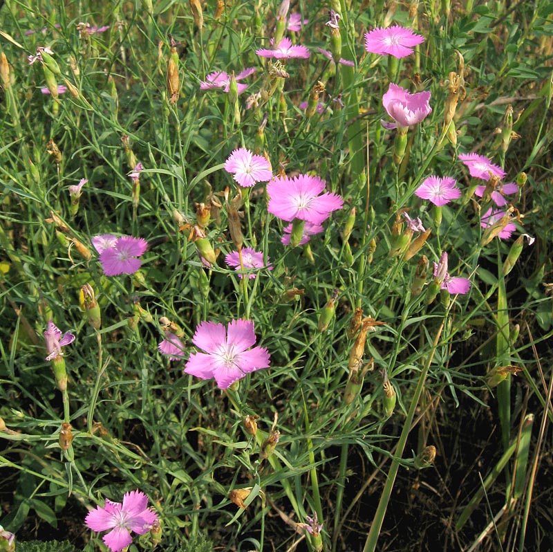 Image of Dianthus versicolor specimen.