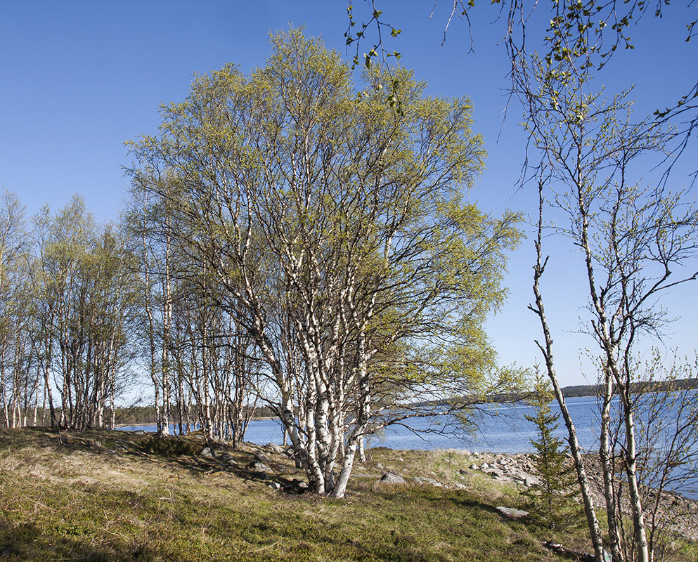 Image of Betula czerepanovii specimen.