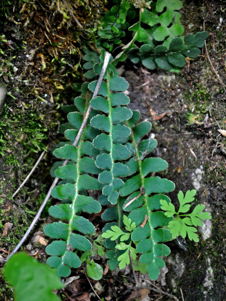 Image of Ceterach officinarum specimen.