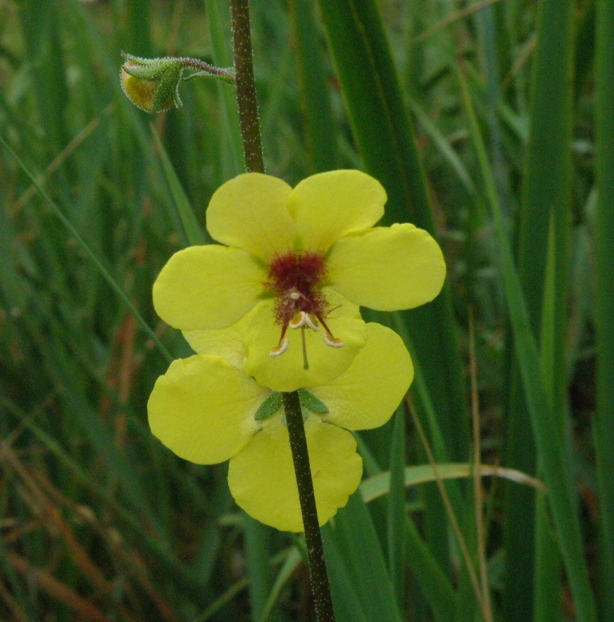 Image of Verbascum blattaria specimen.