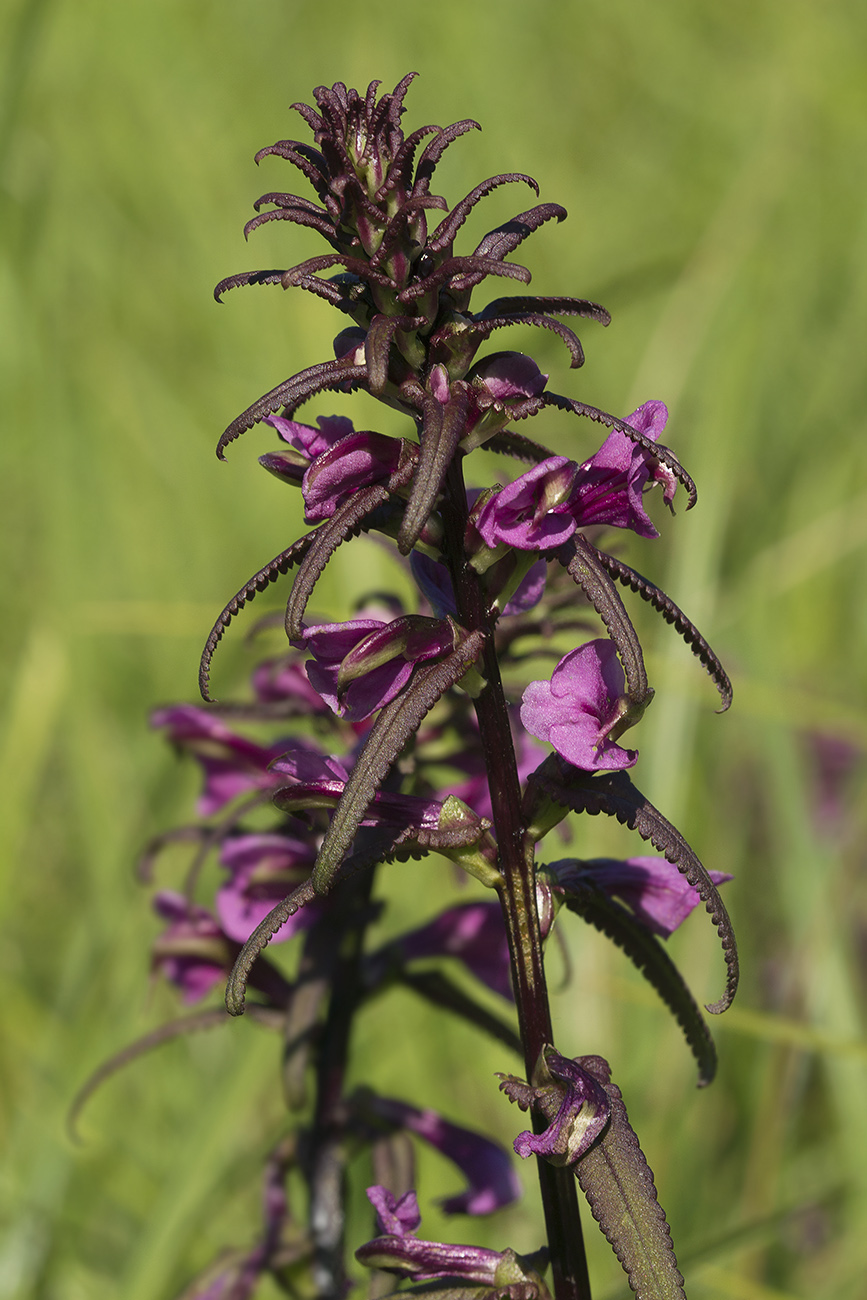 Изображение особи Pedicularis resupinata.