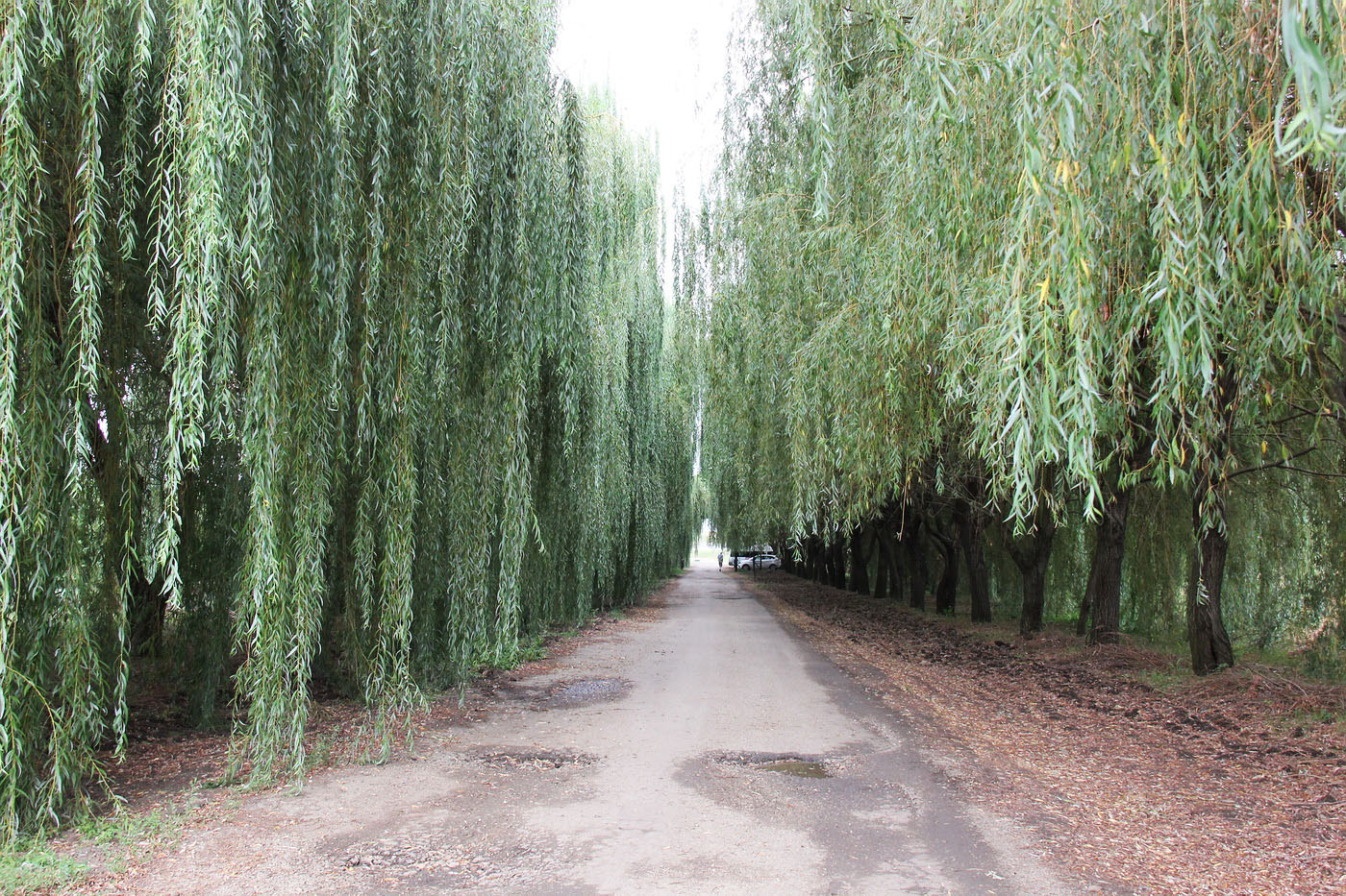 Image of Salix babylonica specimen.