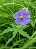 Geranium erianthum. Верхушка побега с цветками. Хабаровский край, окр. пгт Ванино, р-н ост. \"Пожарка\", поляна на краю леса. 18.07.2019.