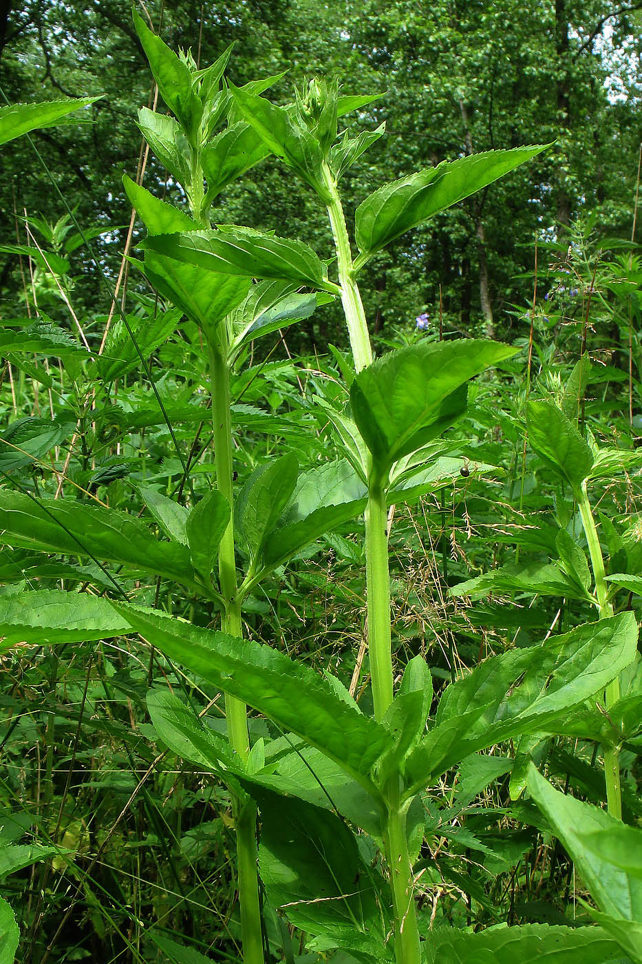 Изображение особи Scrophularia umbrosa.