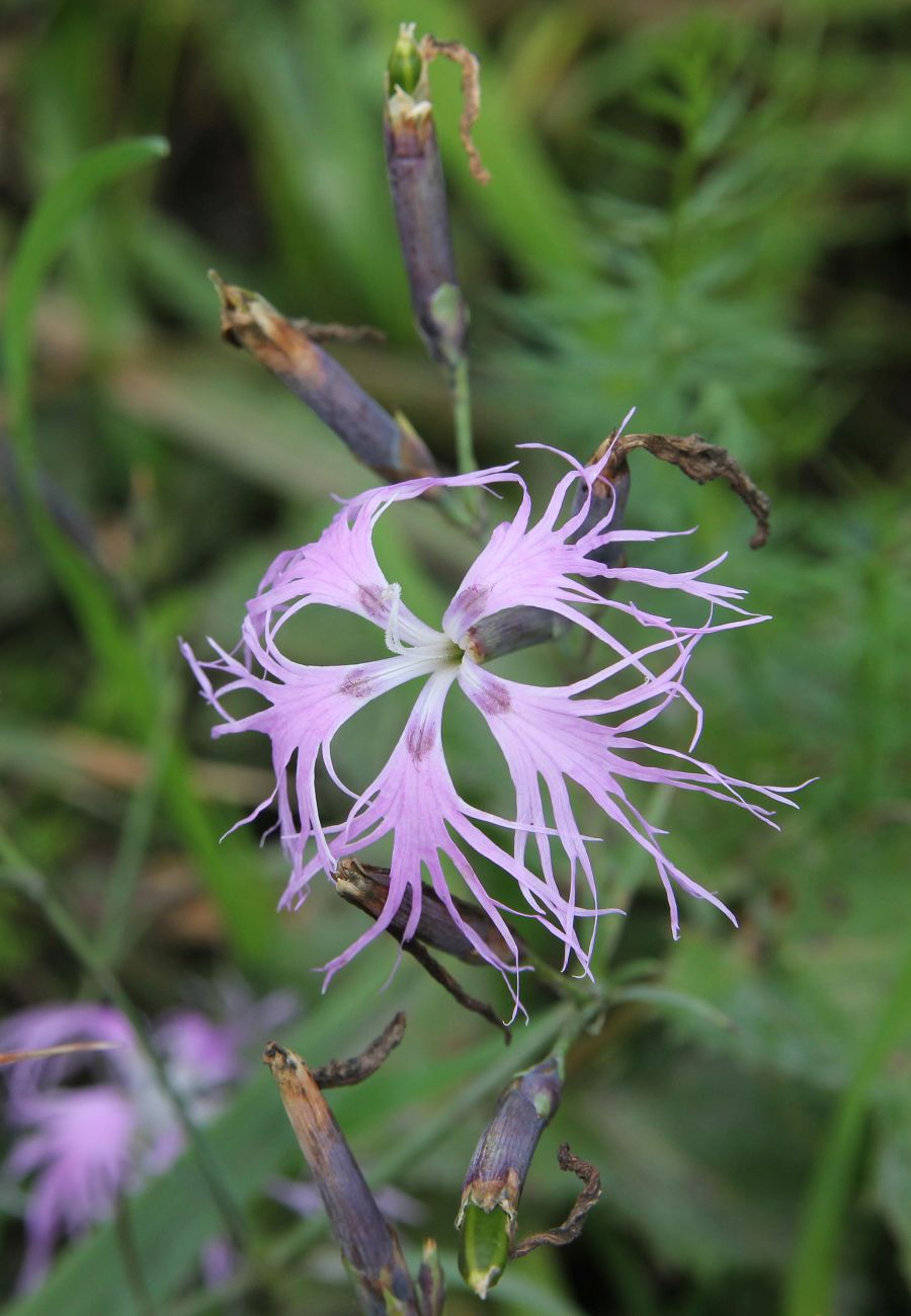 Image of Dianthus superbus specimen.