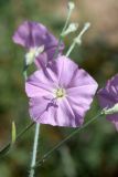 Convolvulus pilosellifolius. Цветок. Узбекистан, Ташкентская обл., хр. Каржантау, бассейн р. Аюбсай, ур. Алмахирман. 19.06.2020.