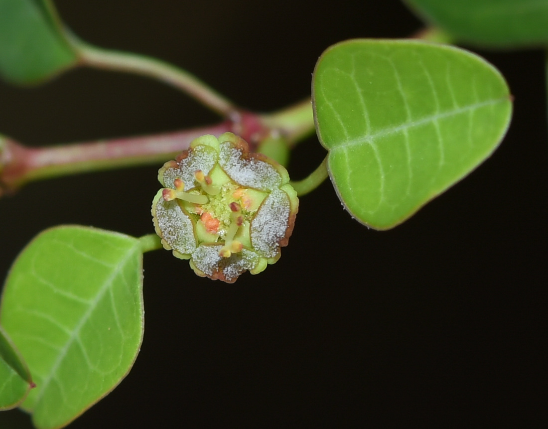 Image of Euphorbia schlechtendalii specimen.