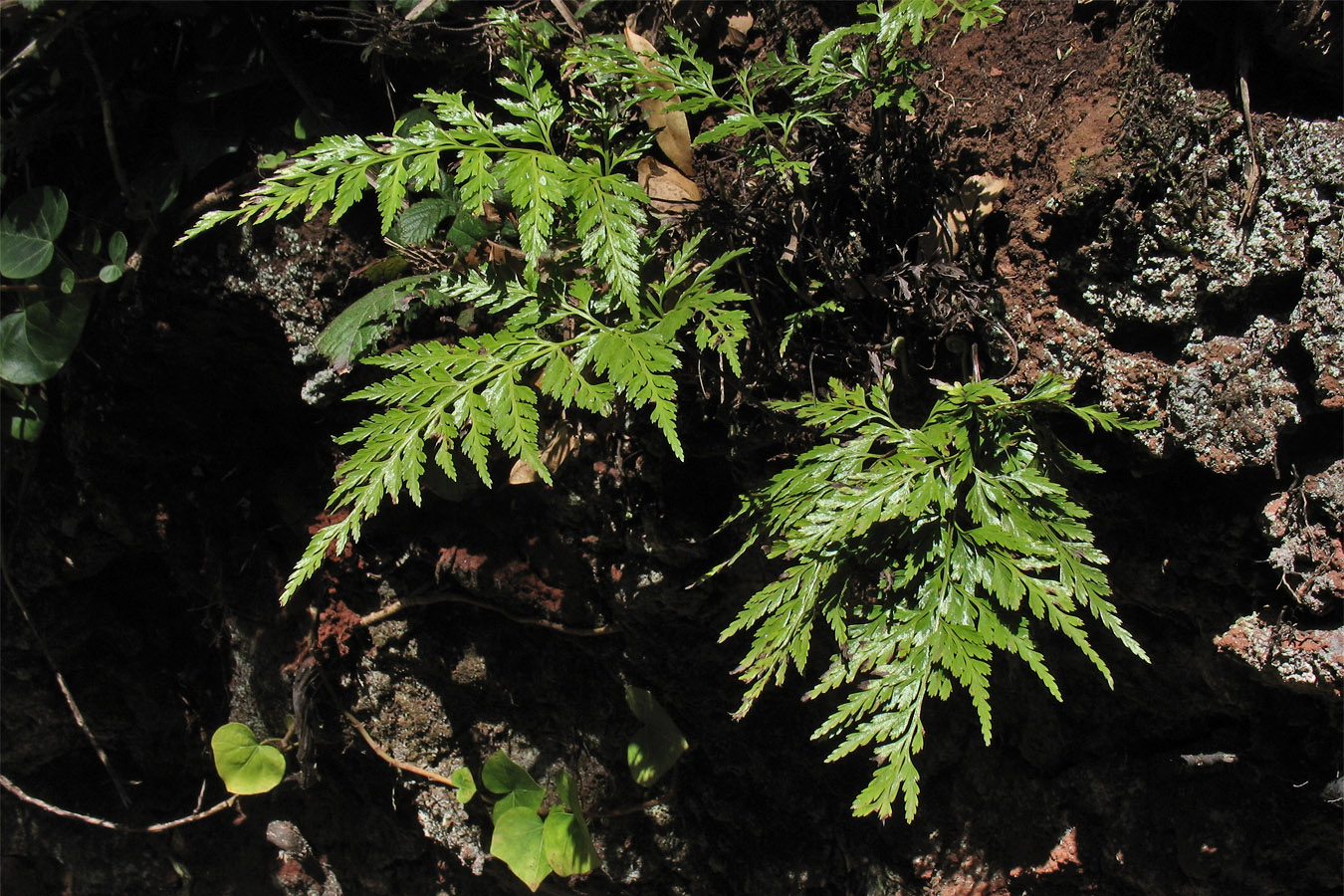 Изображение особи Asplenium onopteris.