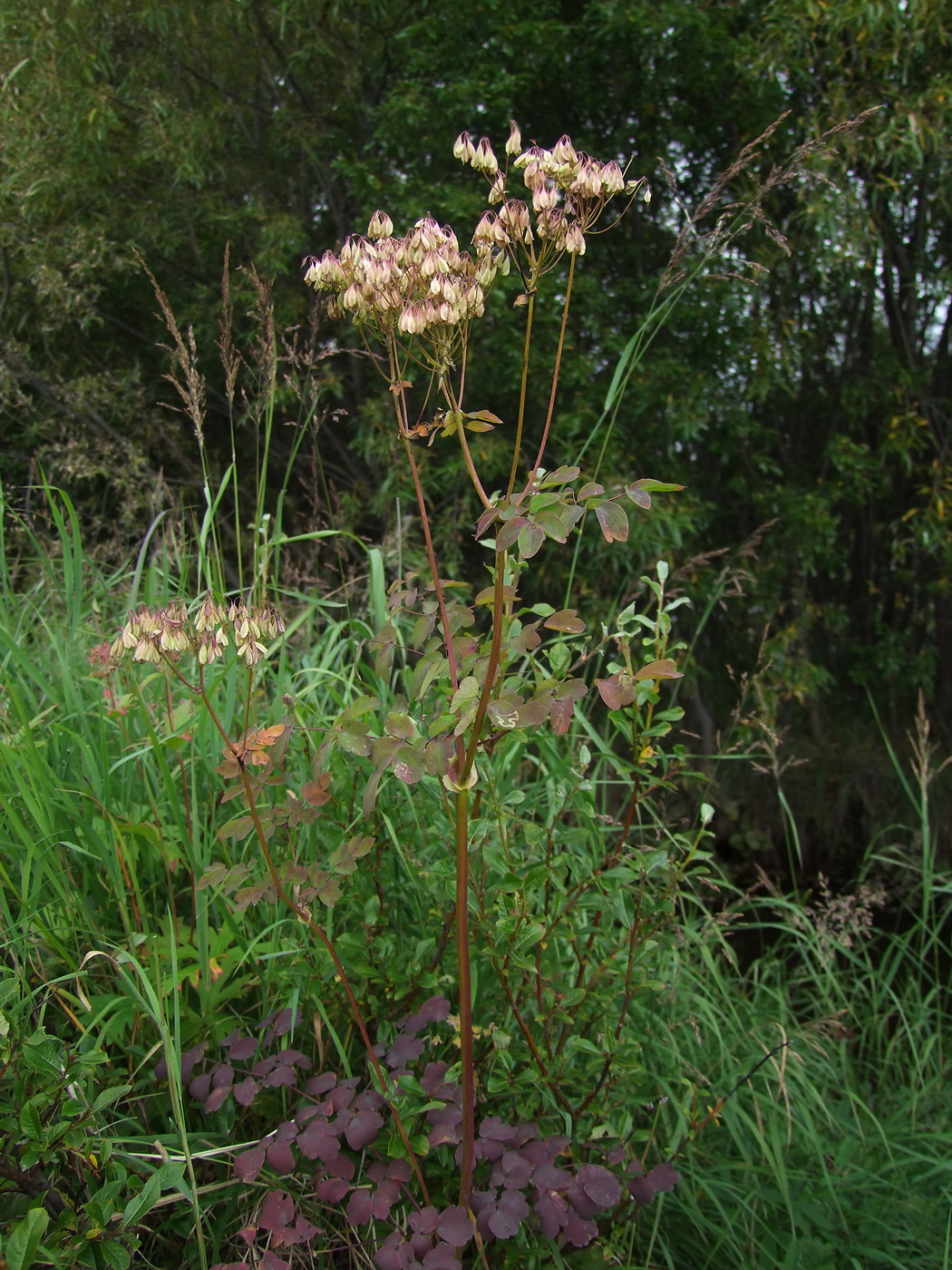 Изображение особи Thalictrum contortum.