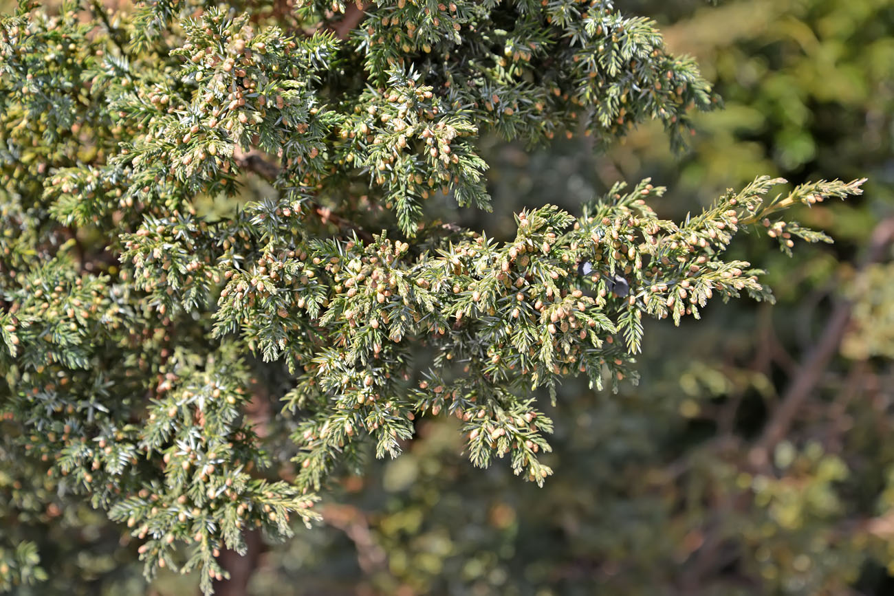 Изображение особи род Juniperus.