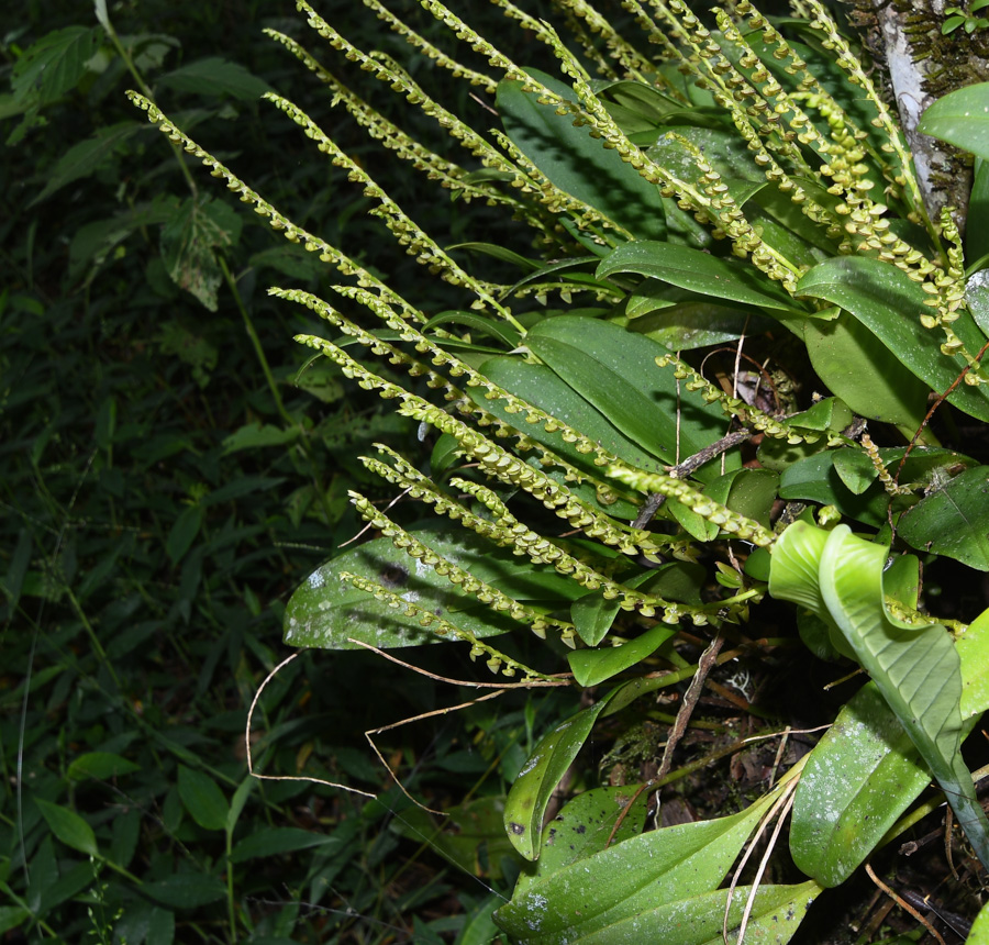 Image of genus Stelis specimen.