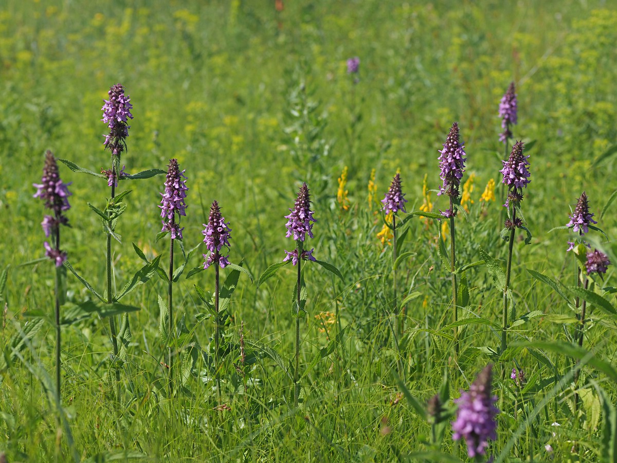 Image of Stachys palustris specimen.