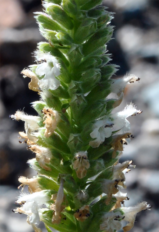 Image of Schizonepeta annua specimen.