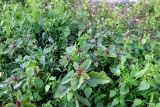 Amaranthus cruentus. Плодоносящие растения вместе с Galinsoga ciliata, Chenopodium album и Capsella bursa-pastoris. Санкт-Петербург, Кронштадтский р-н, о. Котлин, в палисаднике одного из жилых домов. 07.10.2021.