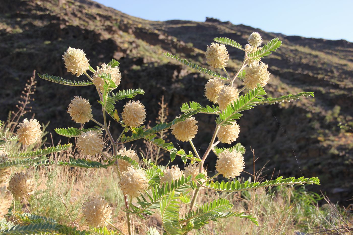 Изображение особи Astragalus globiceps.