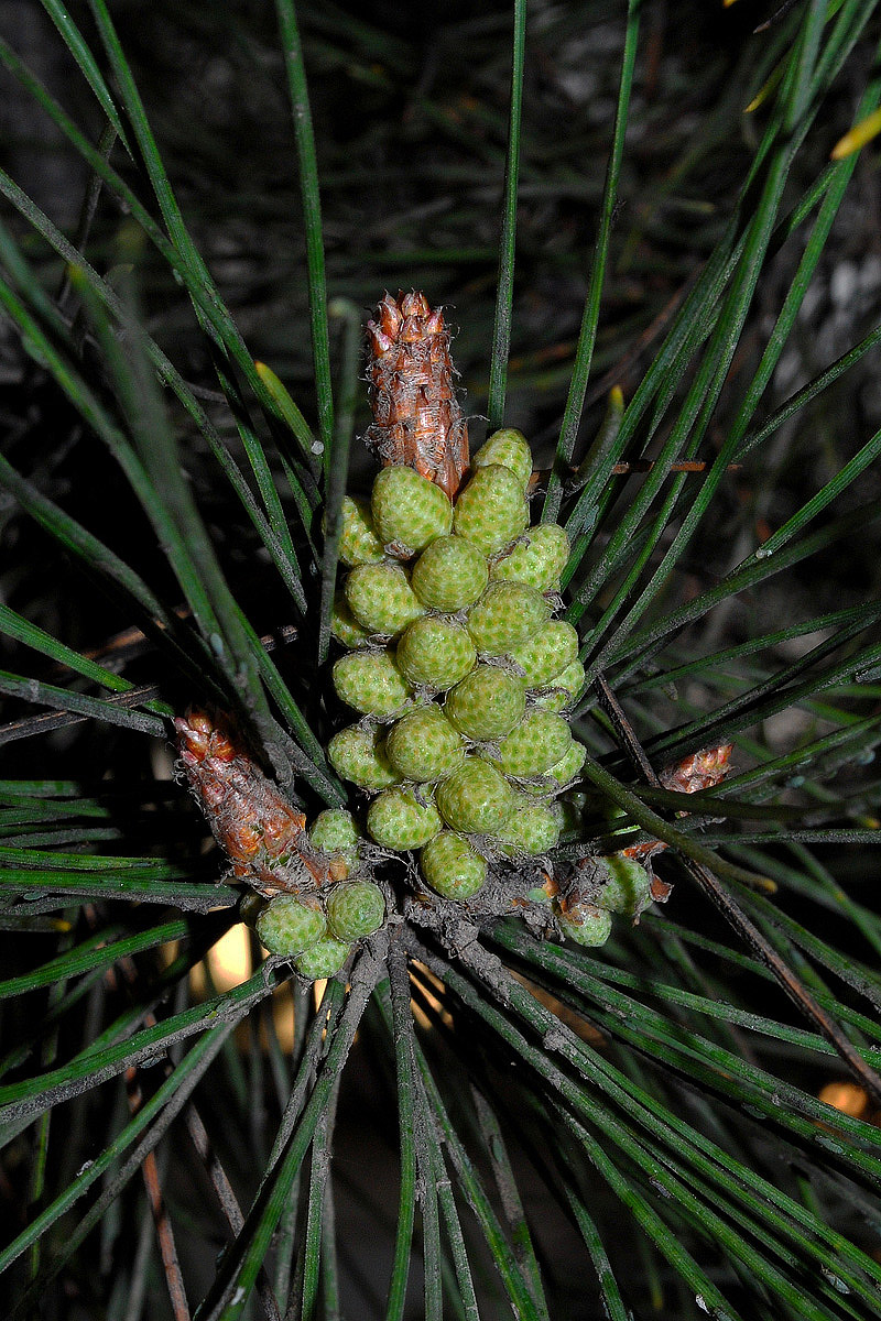 Изображение особи Pinus eldarica.