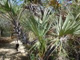 familia Arecaceae