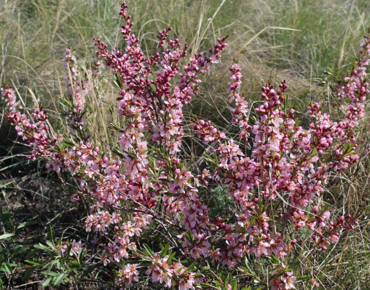 Изображение особи Amygdalus nana.