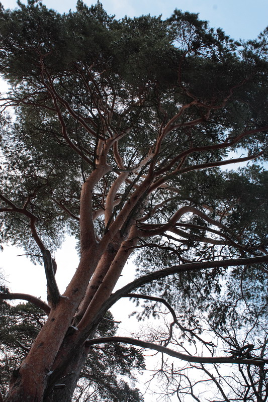 Image of Pinus sylvestris specimen.