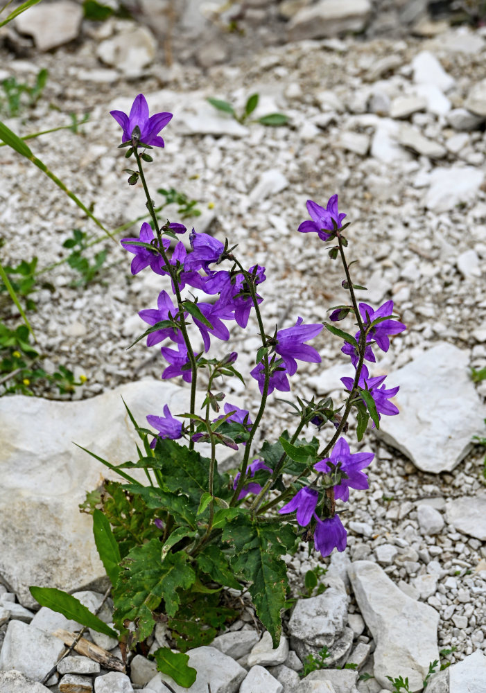 Image of Campanula rapunculoides specimen.