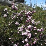 familia Myrtaceae. Ветви с цветками и бутонами. Австралия, штат Тасмания, национальный парк \"Walls of Jerusalem\". 31.12.2010.