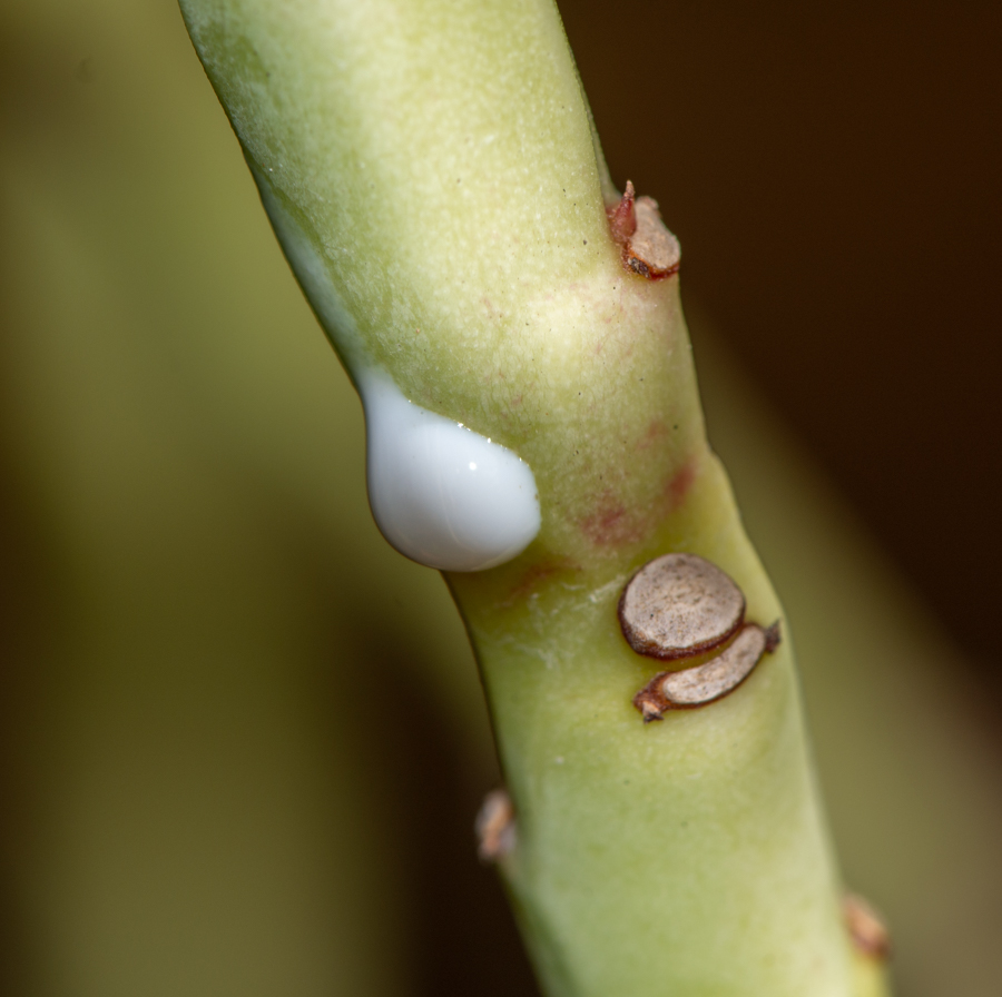 Image of Euphorbia neococcinea specimen.