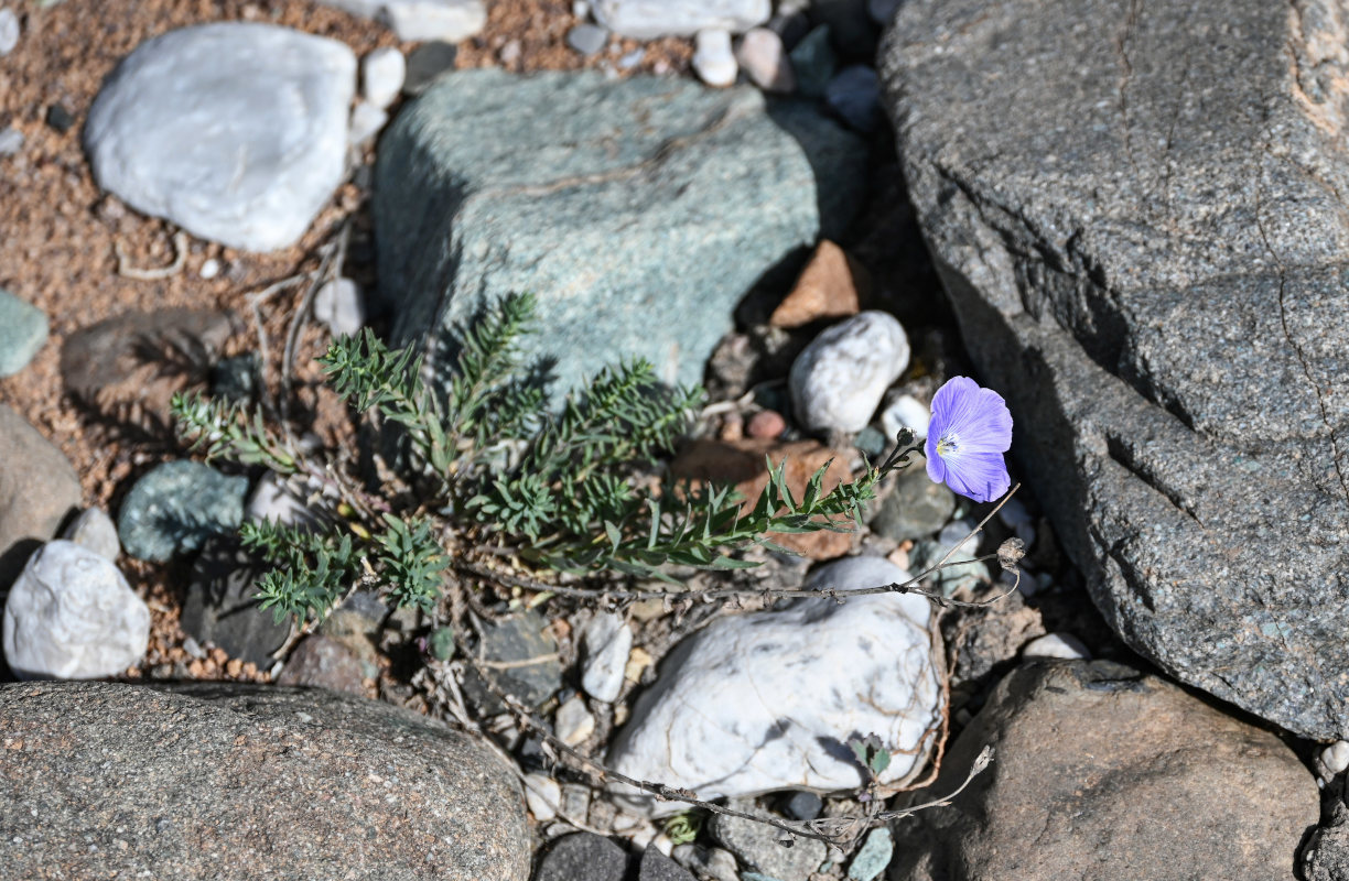 Image of Linum altaicum specimen.