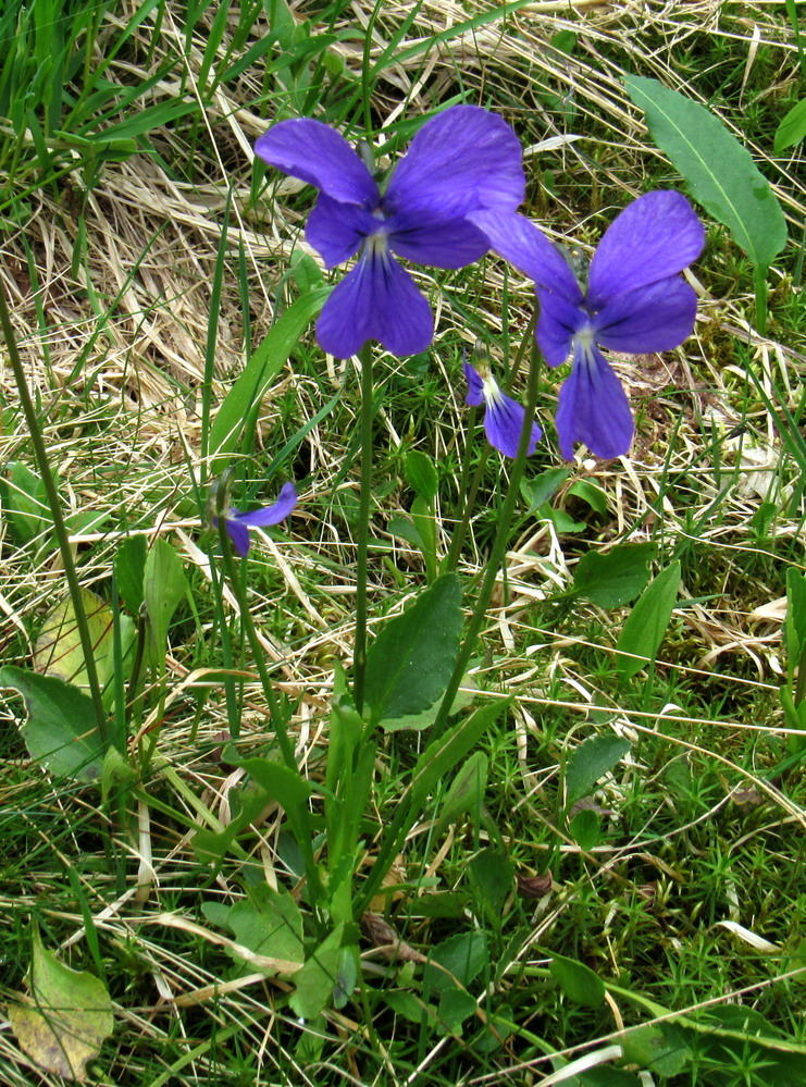 Изображение особи Viola matronae.