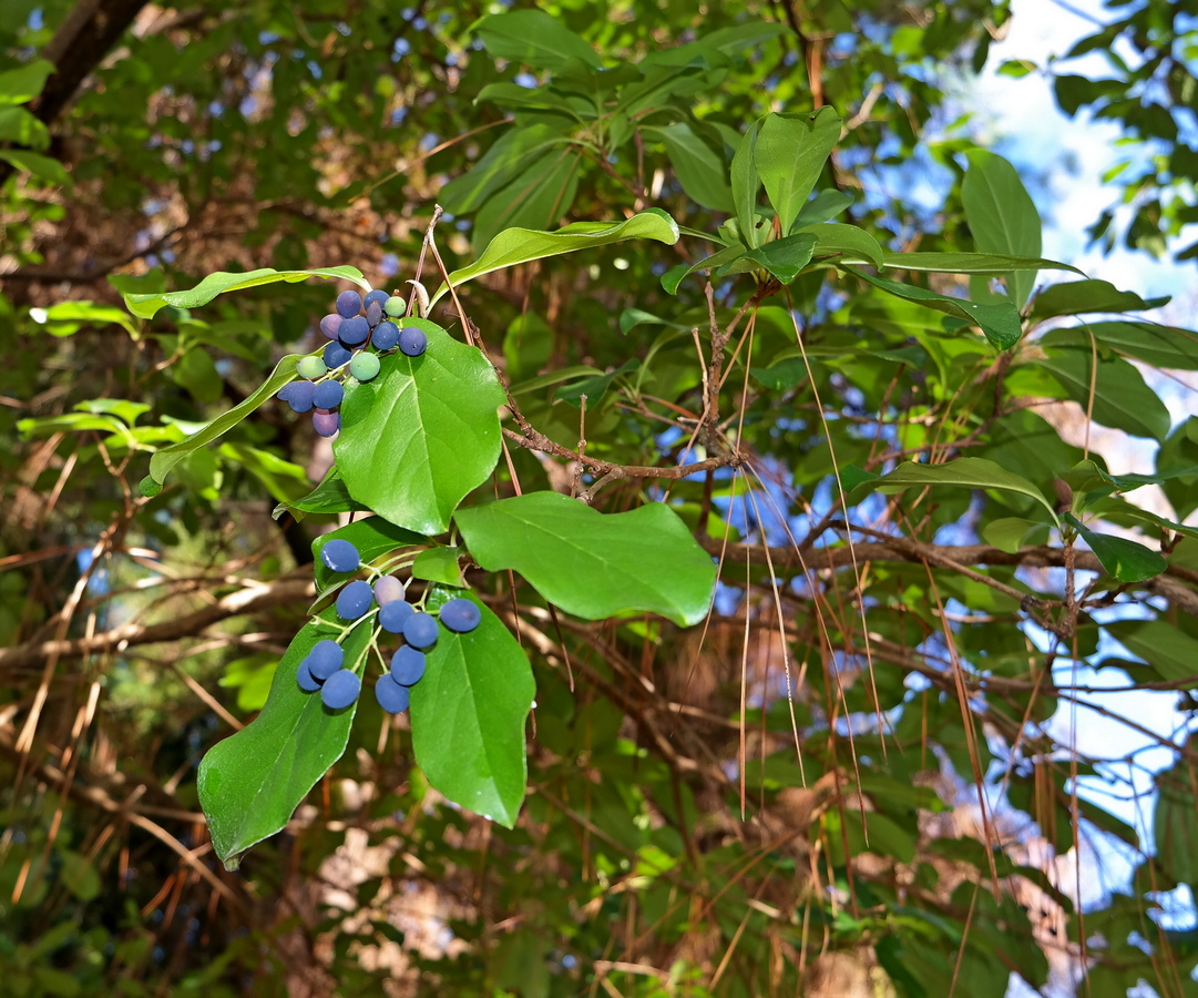 Image of Chionanthus retusus specimen.