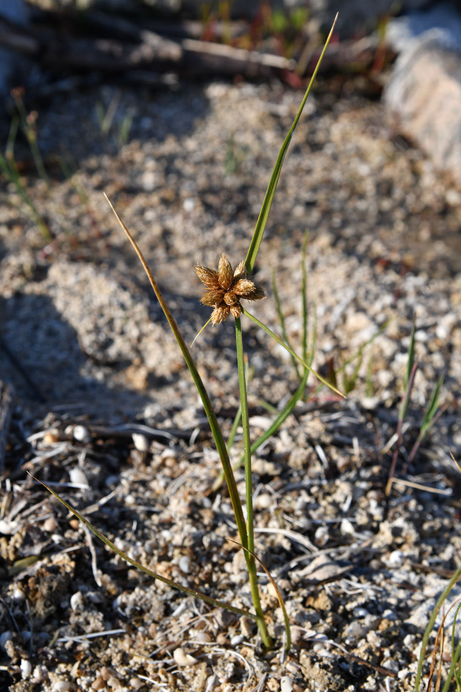 Image of Bolboschoenus popovii specimen.