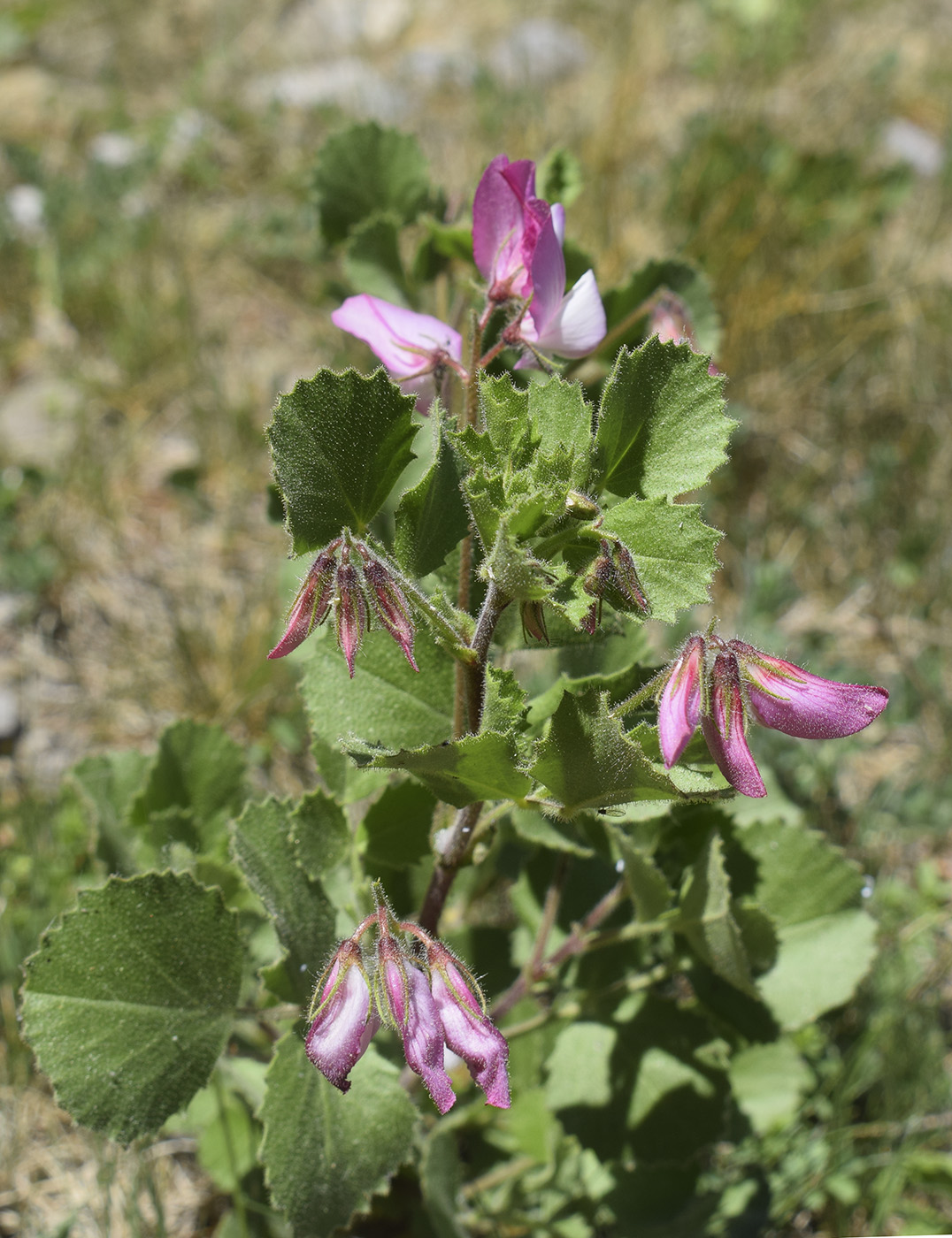 Изображение особи Ononis rotundifolia.