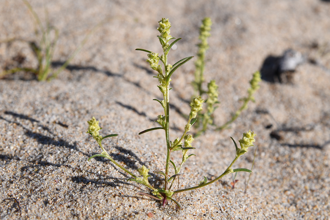 Image of Corispermum ulopterum specimen.