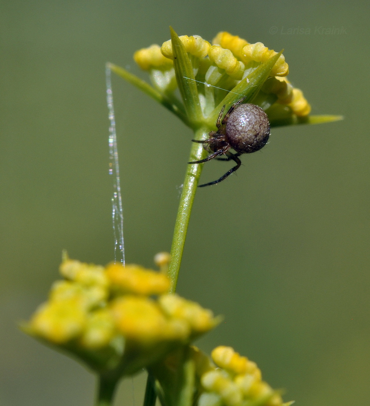 Image of Bupleurum komarovianum specimen.