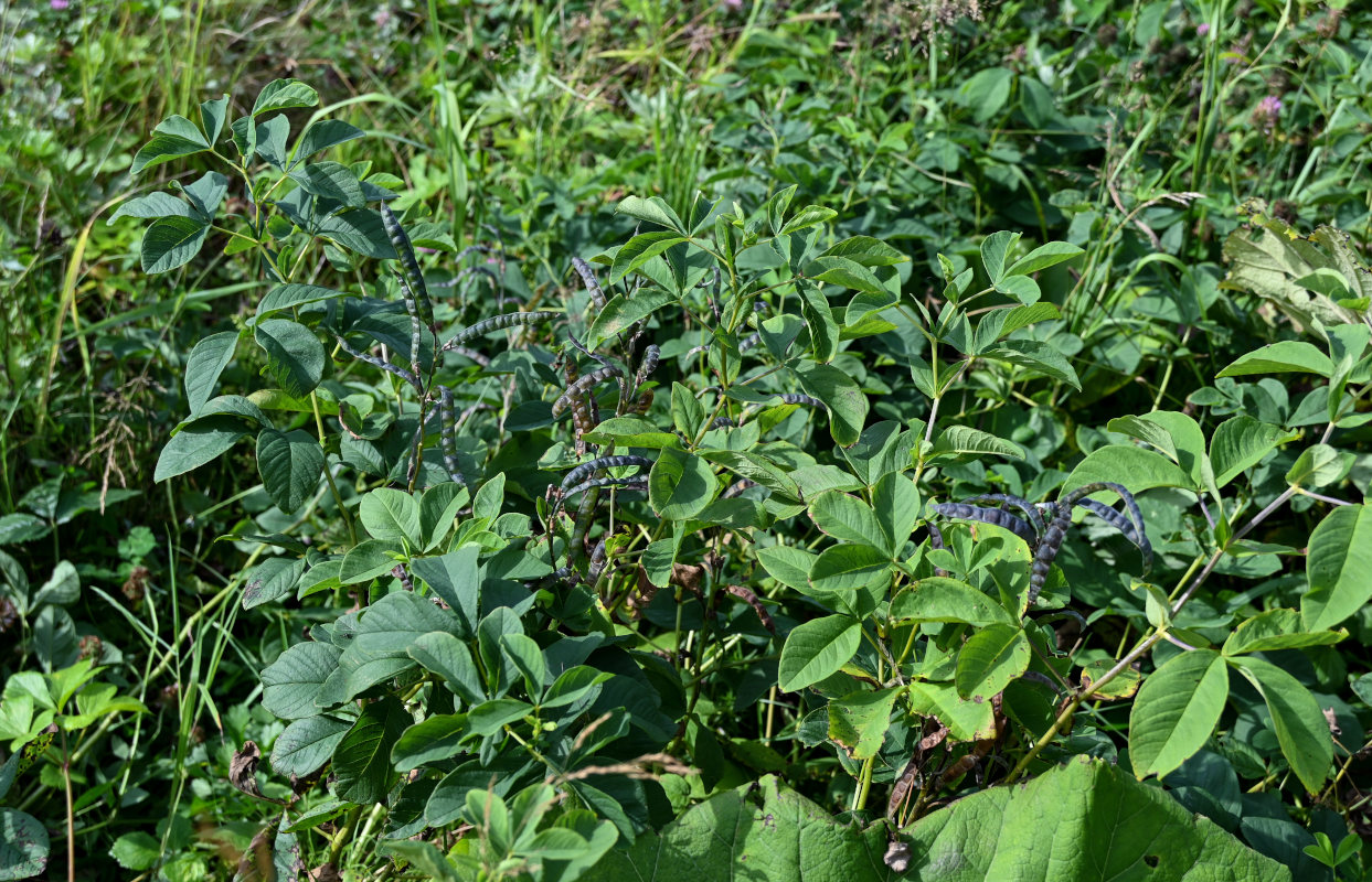 Image of Thermopsis lupinoides specimen.