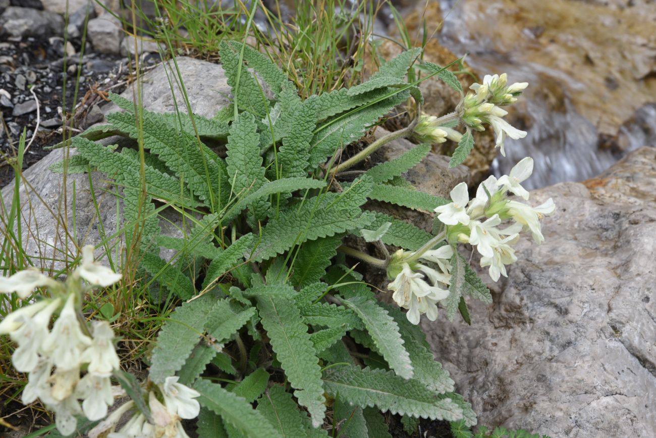 Image of Betonica ossetica specimen.