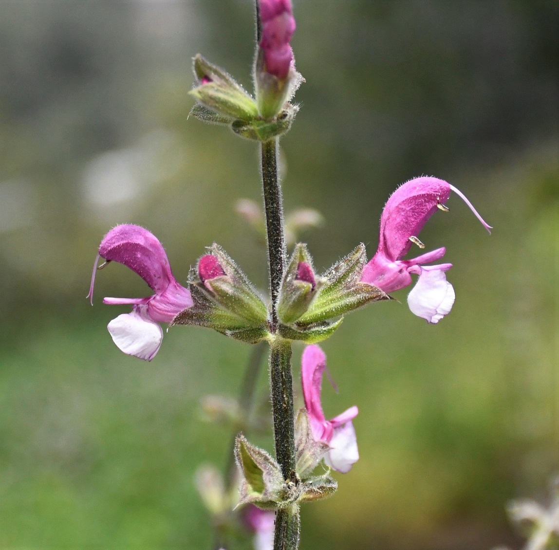 Image of Salvia hierosolymitana specimen.